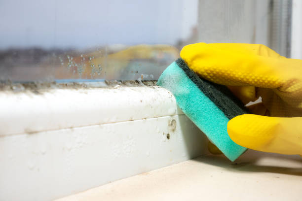 Best Mold Removal Company Near Me  in Iola, KS